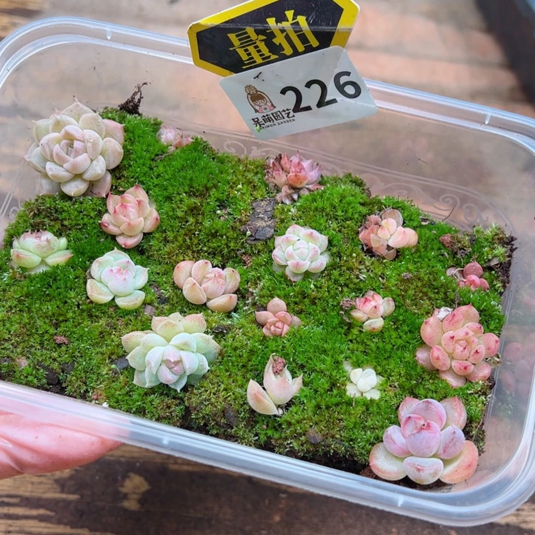 多肉植物多肉植物