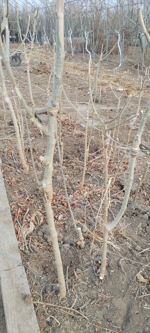 绿植（三年大黑桑椹拍一发二）盆栽地栽庭院园艺农场嫁接优良品种