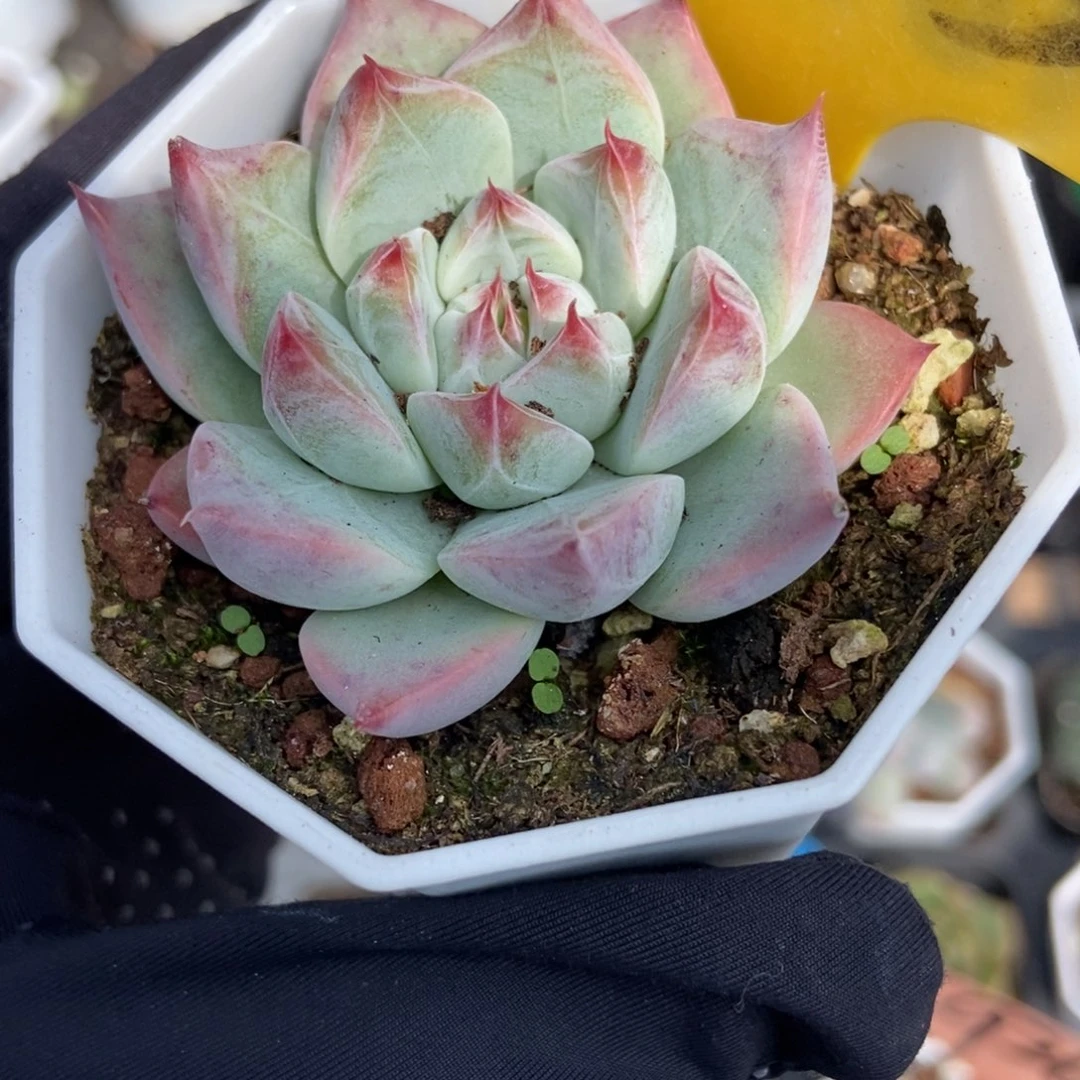 1615婚戒多肉植物诺肉