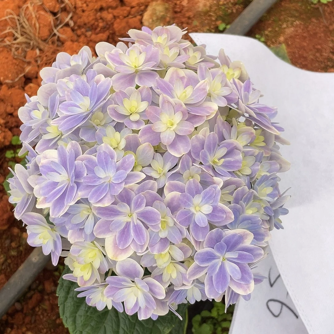 绣球切花一物一拍3枝起包邮，56