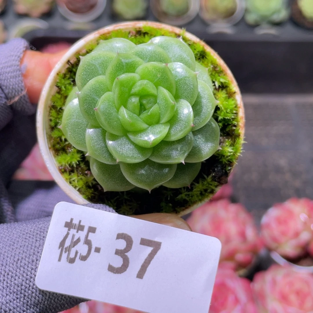 花利美 5-37珍妮