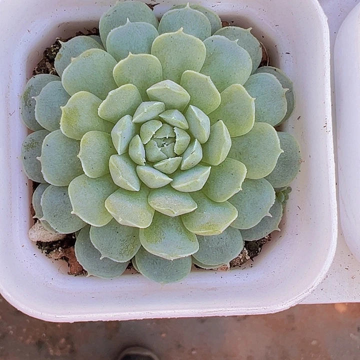羊脂球多肉19包邮
