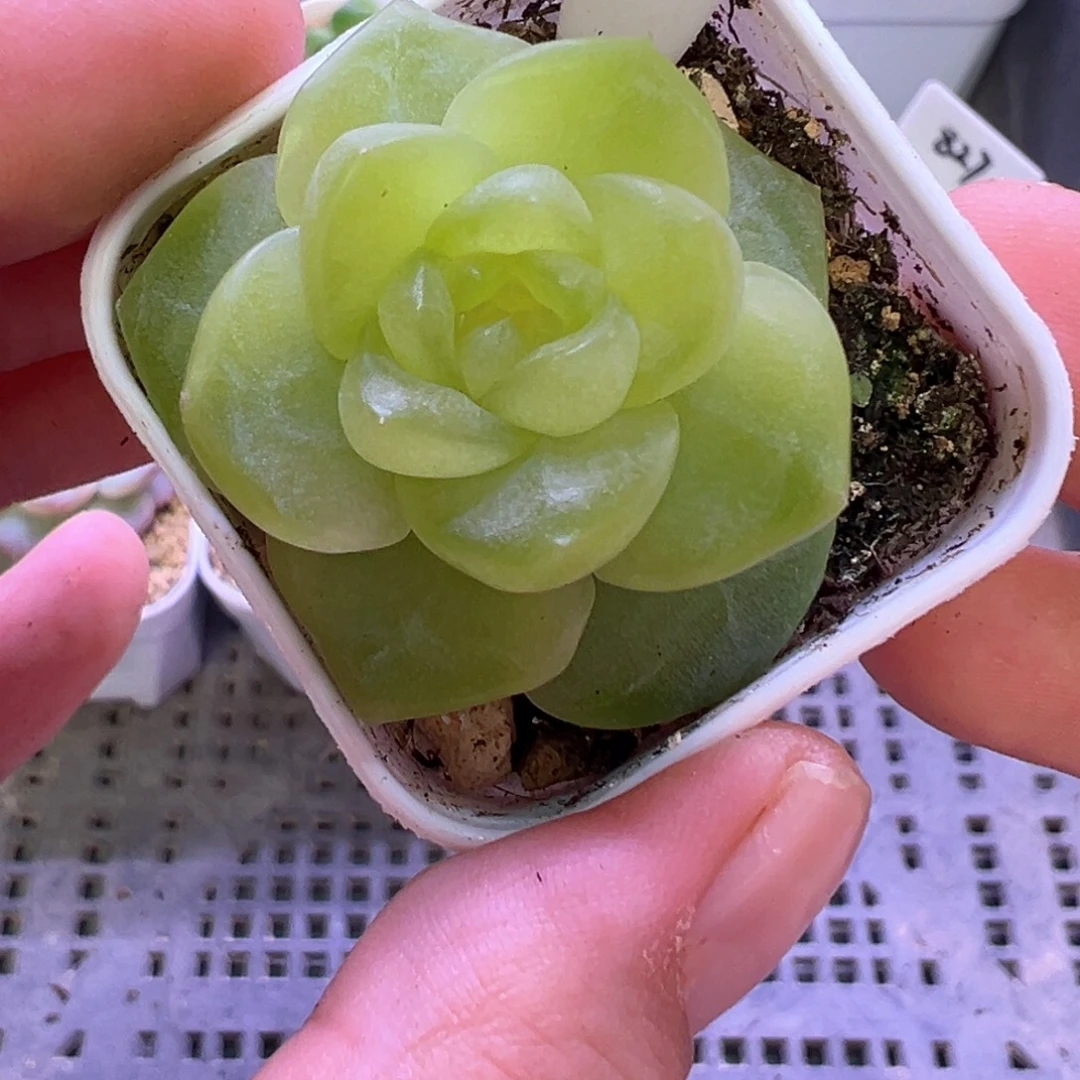 南***风454号谪仙晗雨多肉植物