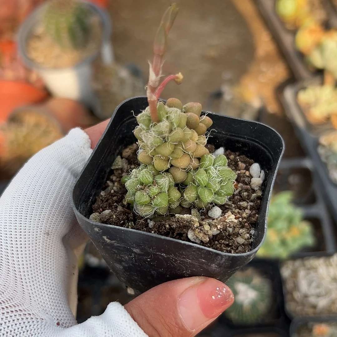 多肉植物茶笠多肉植物