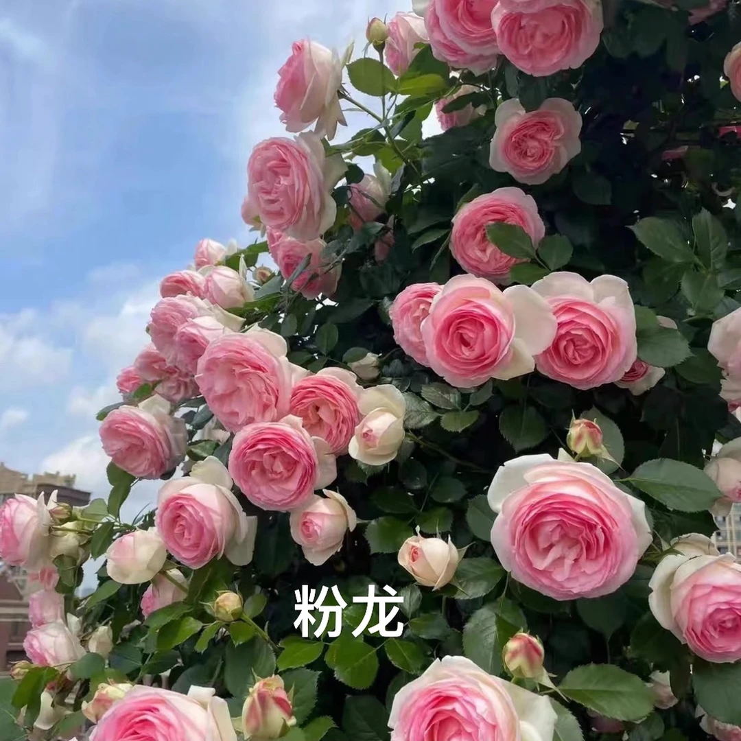 【粉色龙沙宝石】 藤本月季大苗 大花浓香阳台庭院种植爬墙月季花苗