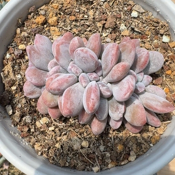 粉兔缀化多肉植物