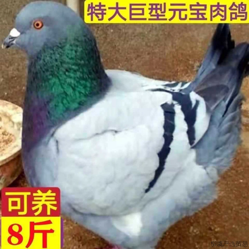 鸽子活物一对元宝鸽大体鸽不会飞的纯观赏鸽特大型包邮包活