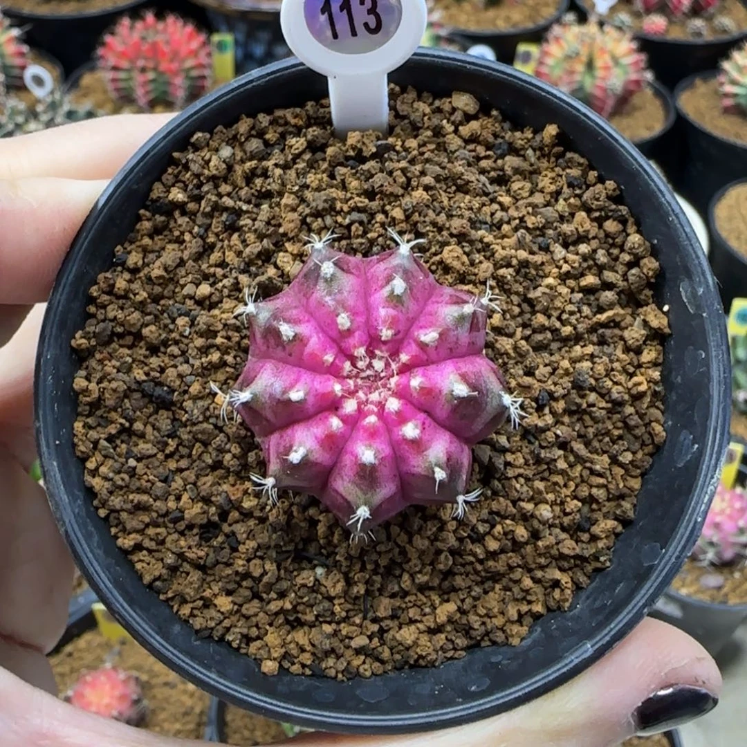 113号泰系实生海神轮回