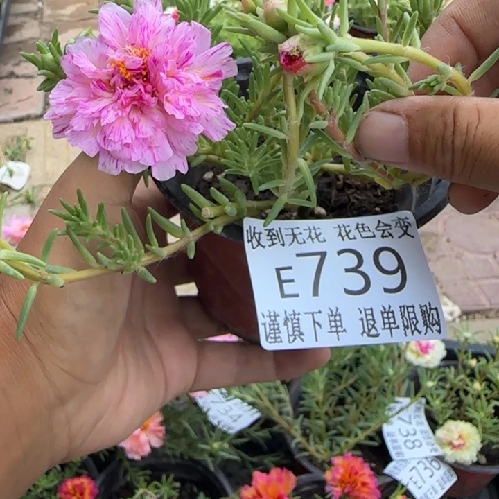 无花朵E739超小苗盆口10cm