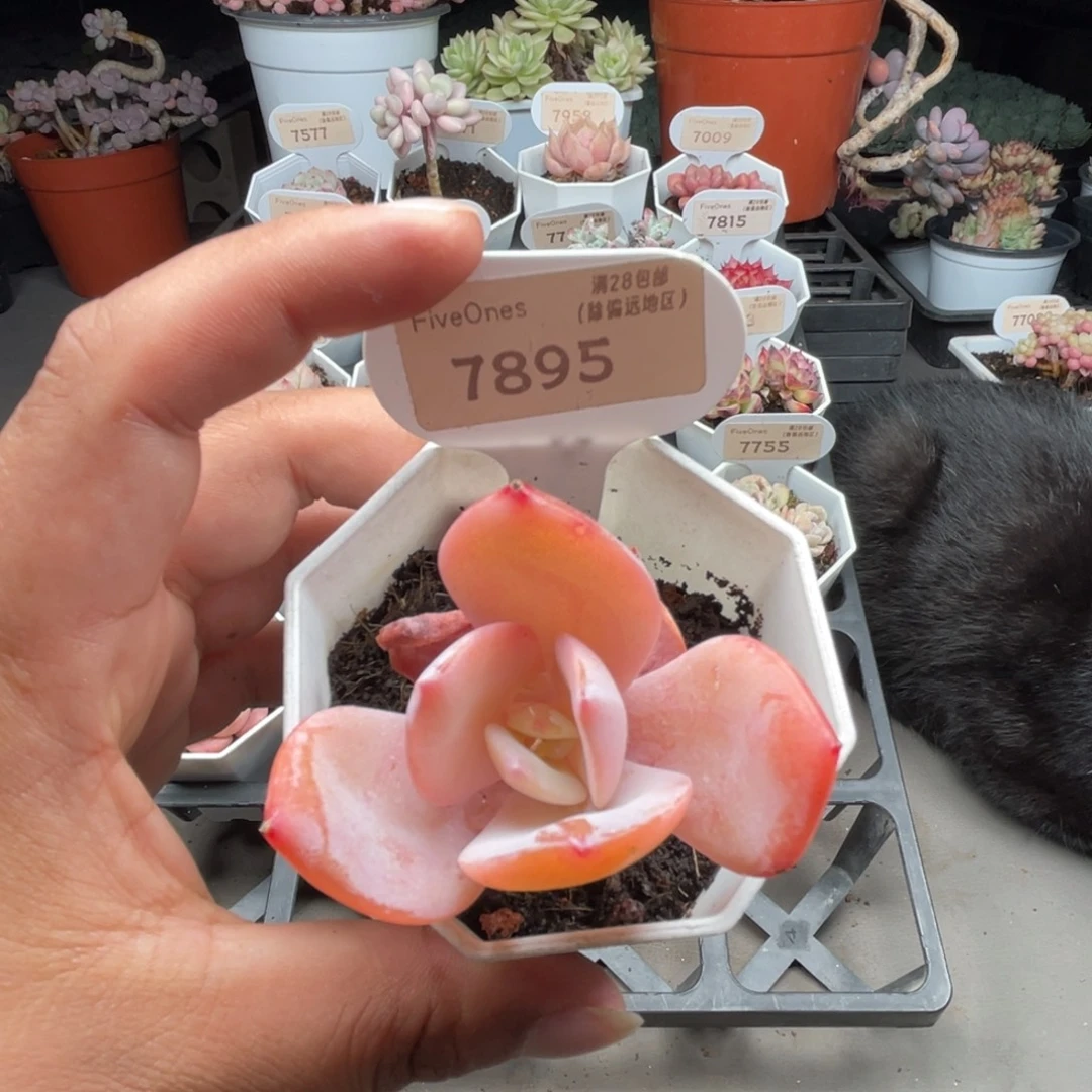 7895奶茶 5.0厘米