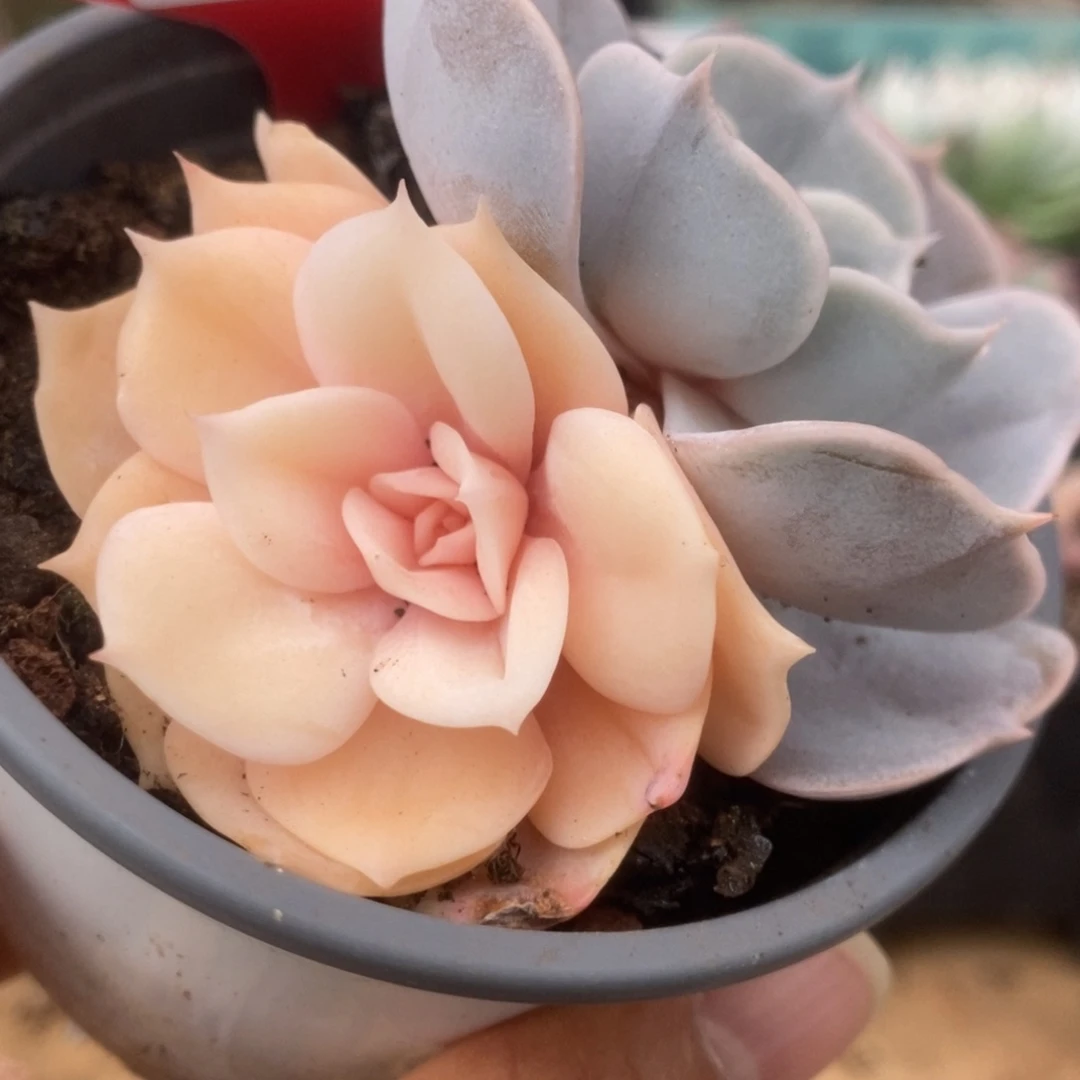 725双子座锦锦锦锦锦锦锦