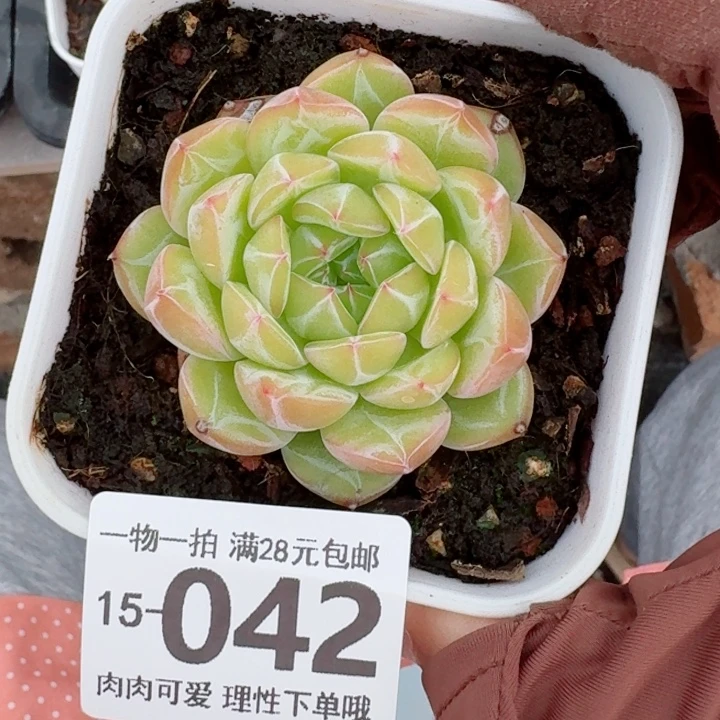 雪花珍妮多肉多肉无盆土发货