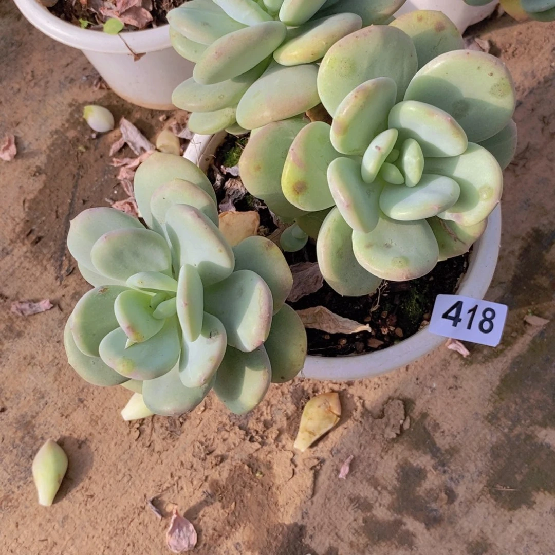 萌****418玲珑美人一物一拍