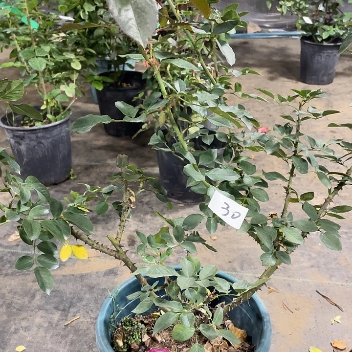 少量花朵（建议范围：2朵-5朵 或40%以下）30紫魂香水