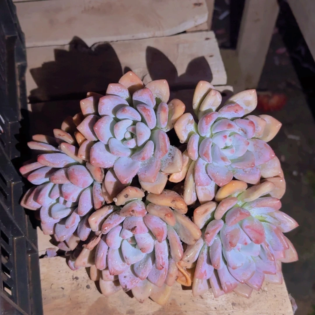 奥普多肉植物0000000004