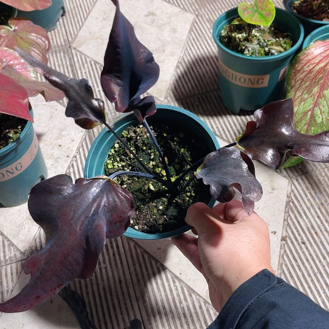 完全开放745泰彩