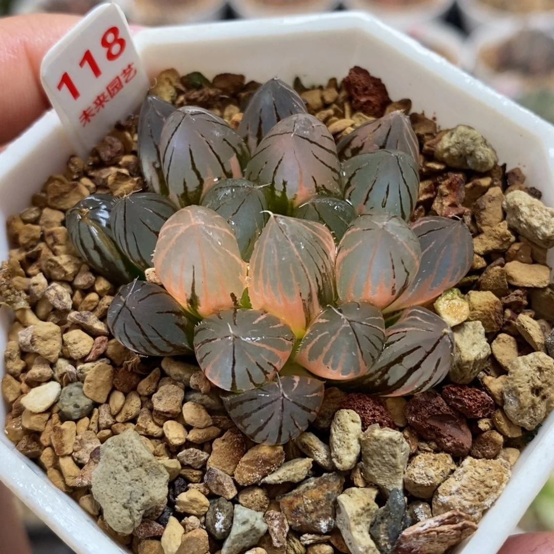 118霓虹灯玉露锦一物一图