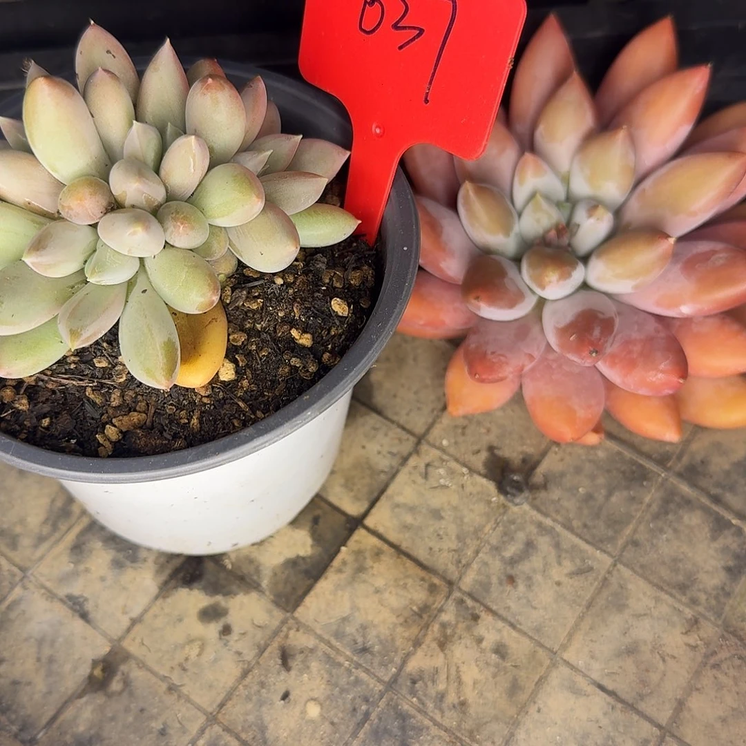 云南多肉小栈一物一拍037