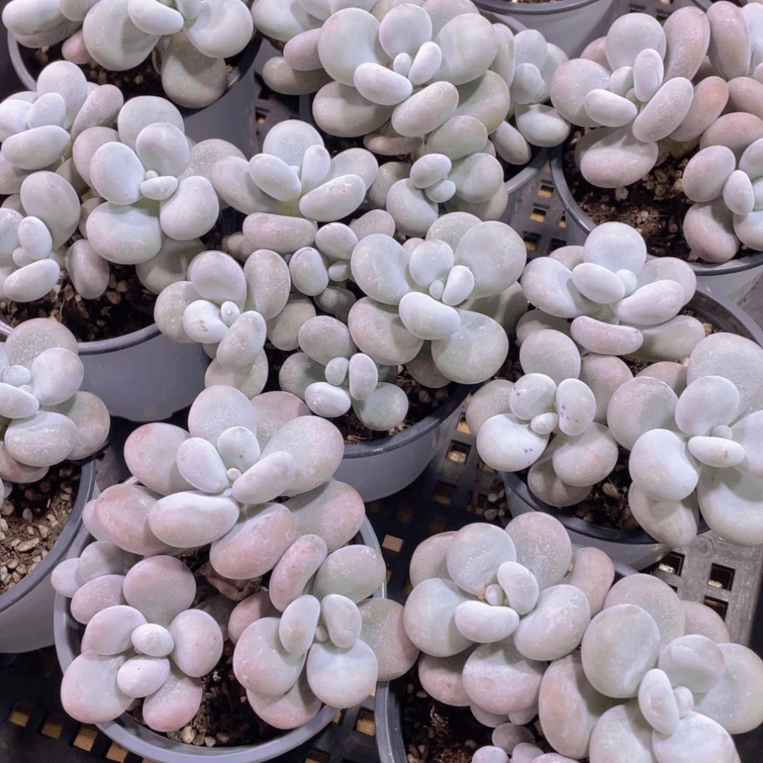 量拍57号 老桩韩货原始奶酪多头群一个