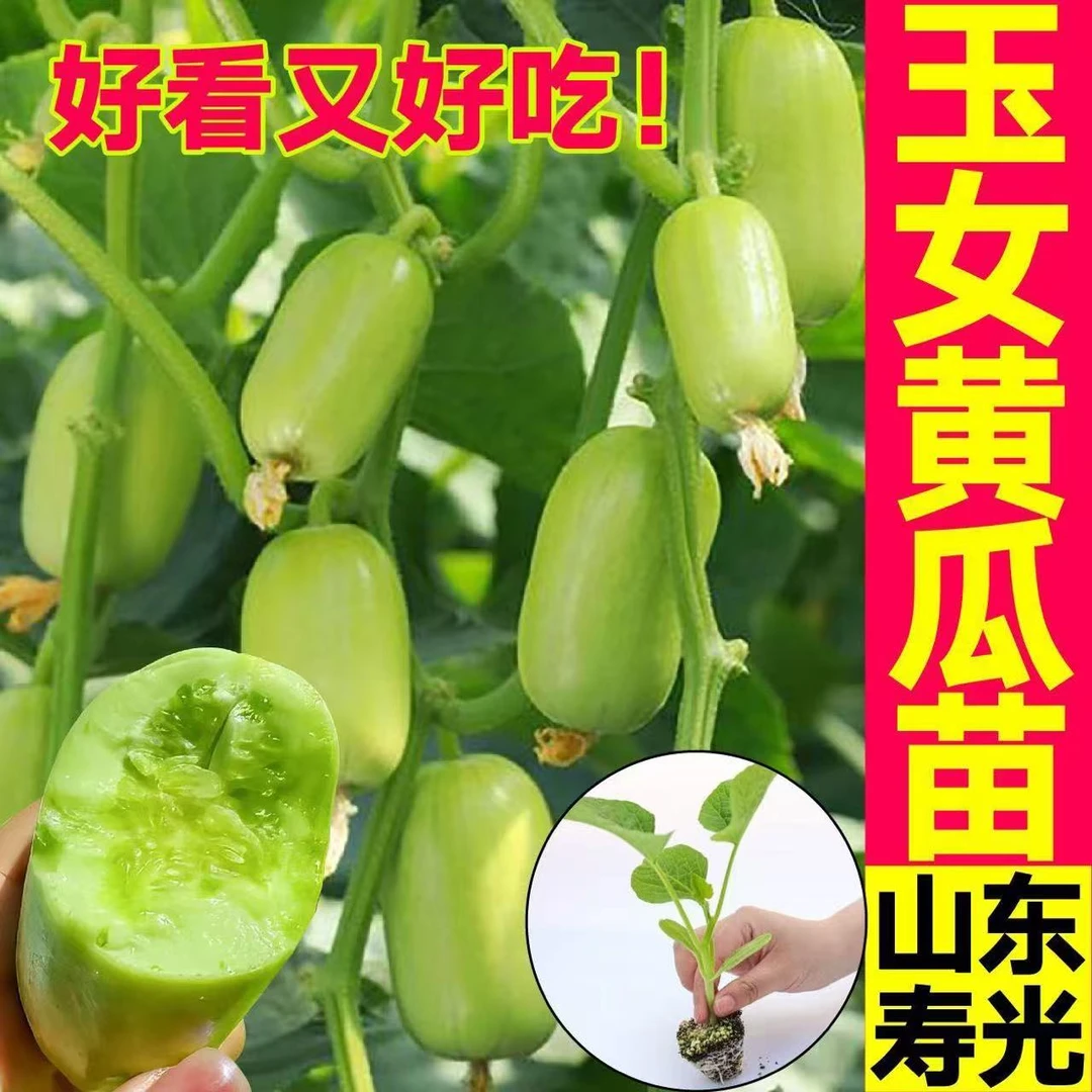 山东寿光迷你金童玉女黄瓜秧苗带土球春秋四季盆栽黄瓜种子南北方