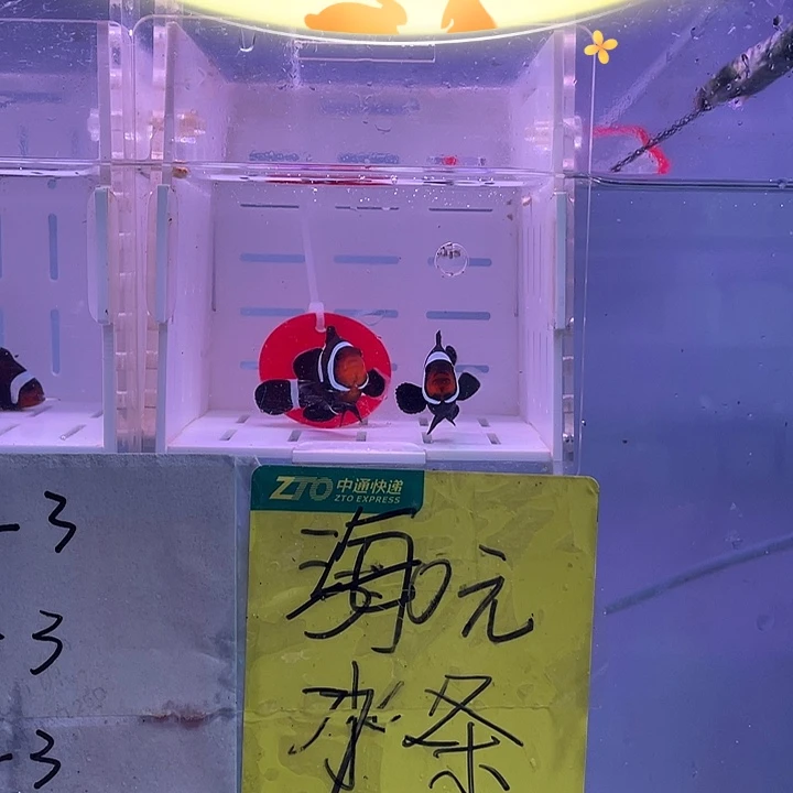 海水鱼精品大尺寸奥黑一对