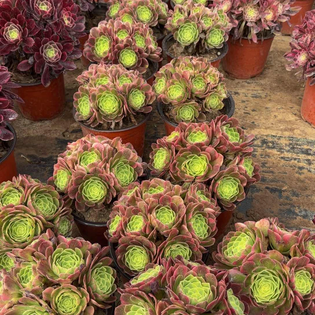 万奶白绣球9.9法师多肉嫩