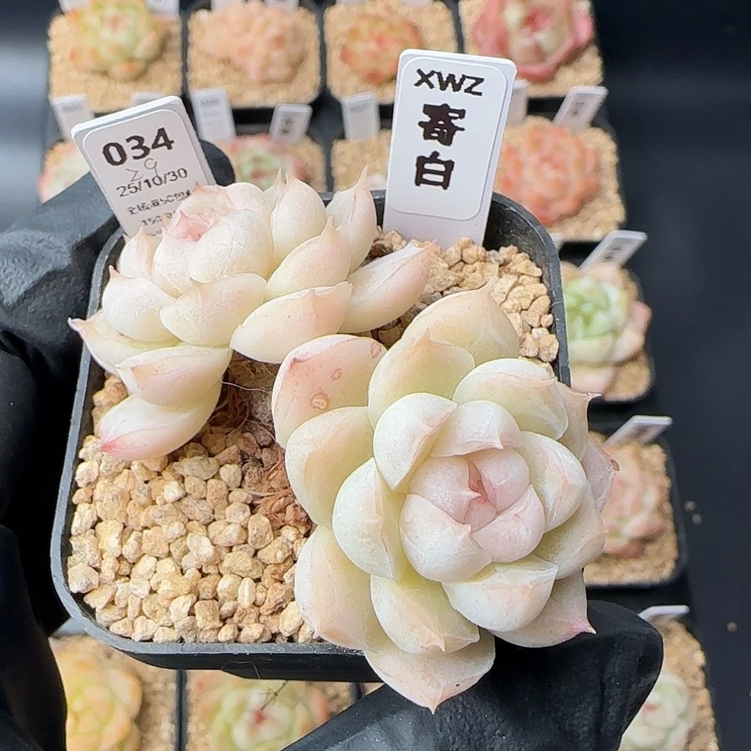 034   寄白   5厘米盆