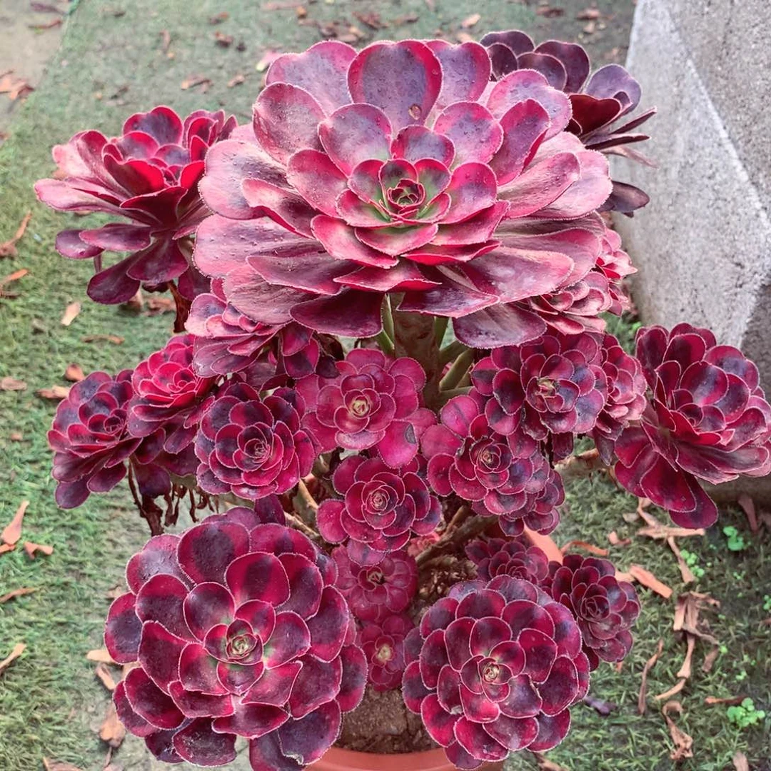 丽娜锦，多肉植物的