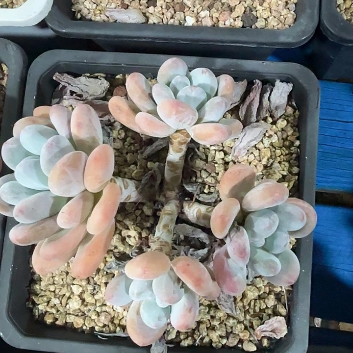 03号四头香水哈哈哈哈