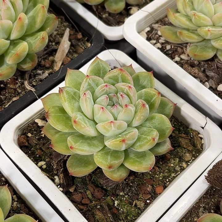 2棵精品雪花珍妮多肉植物