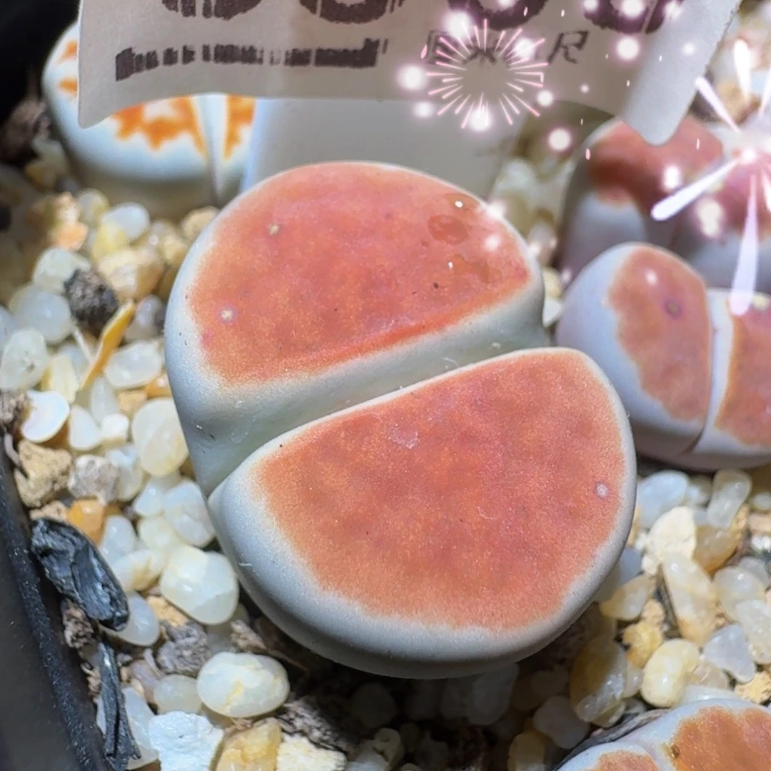 板娘私藏好货3530