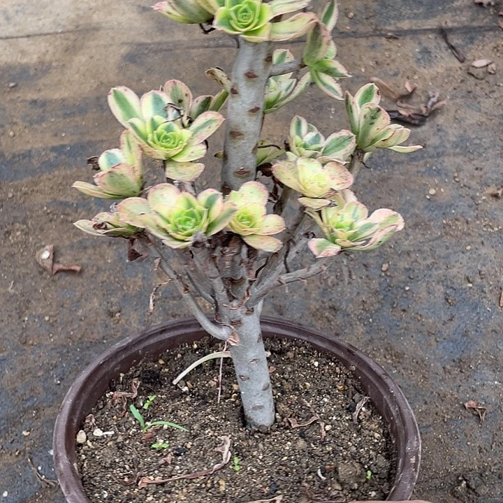 111白兰地多肉植物法师