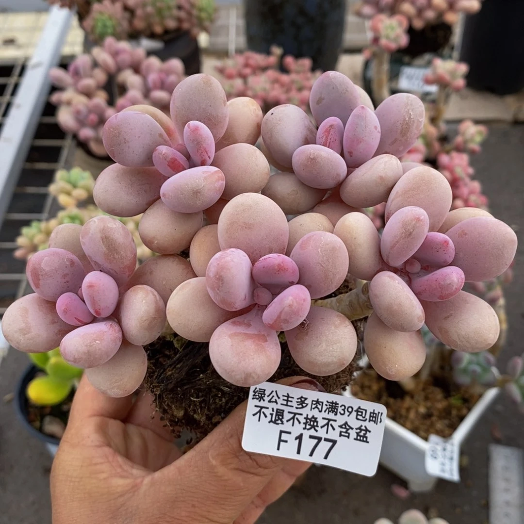 糖果桃蛋177/10c m