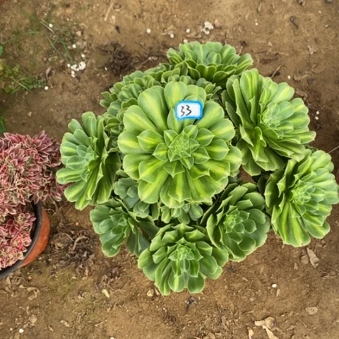 翡翠琉璃一物一拍