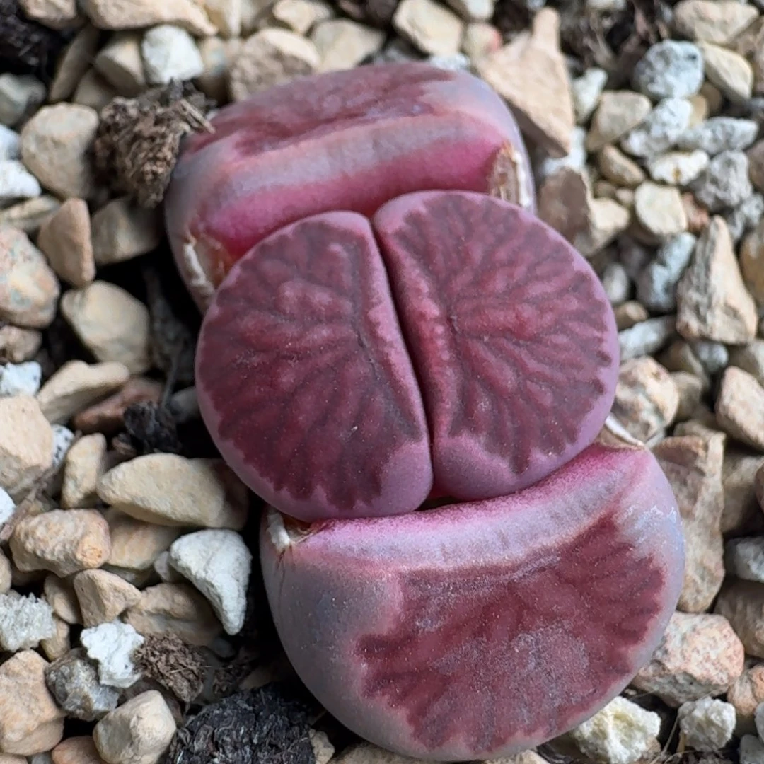 ?K320紫菊回交三年