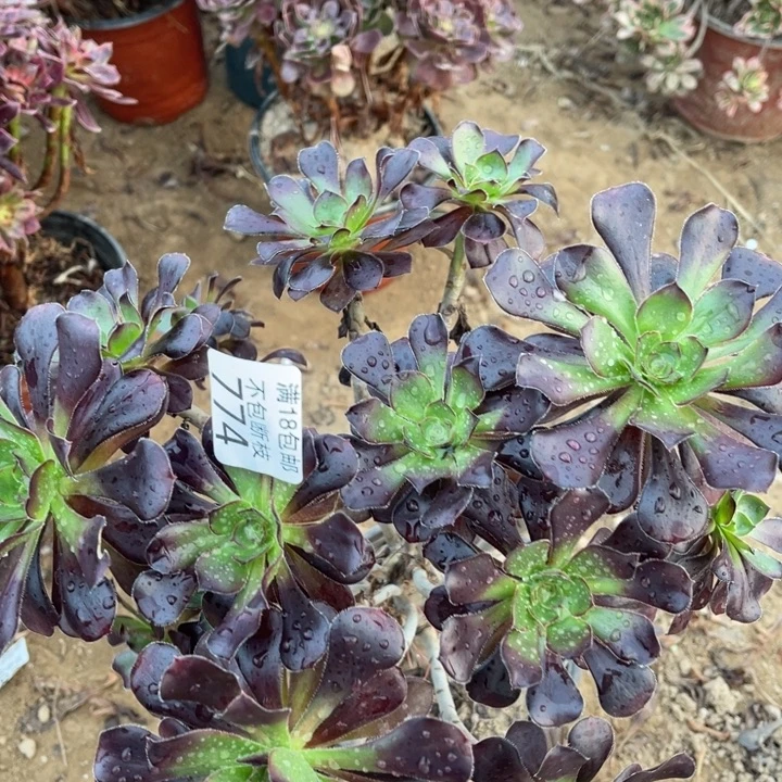 774红酒圆叶大绣球1