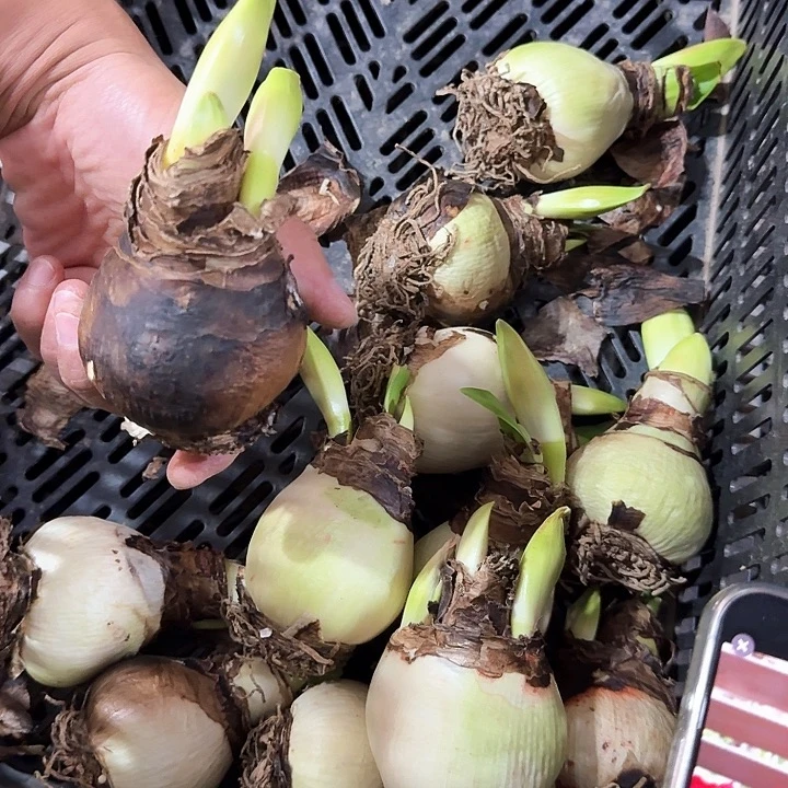 毕加索直径6厘米带花苞残次