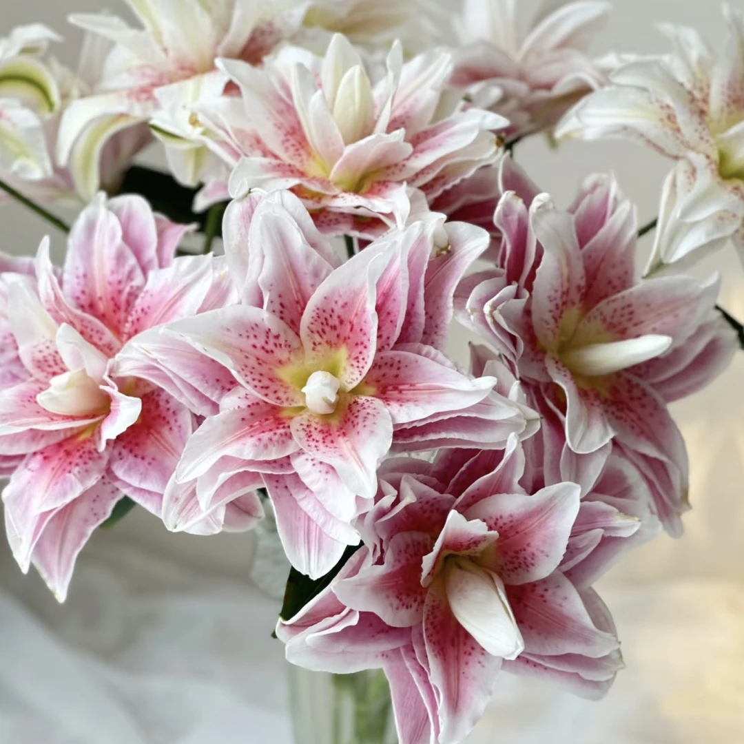 【玖宸花源】比安卡重瓣百合   浅粉色白色花瓣 家庭瓶插花