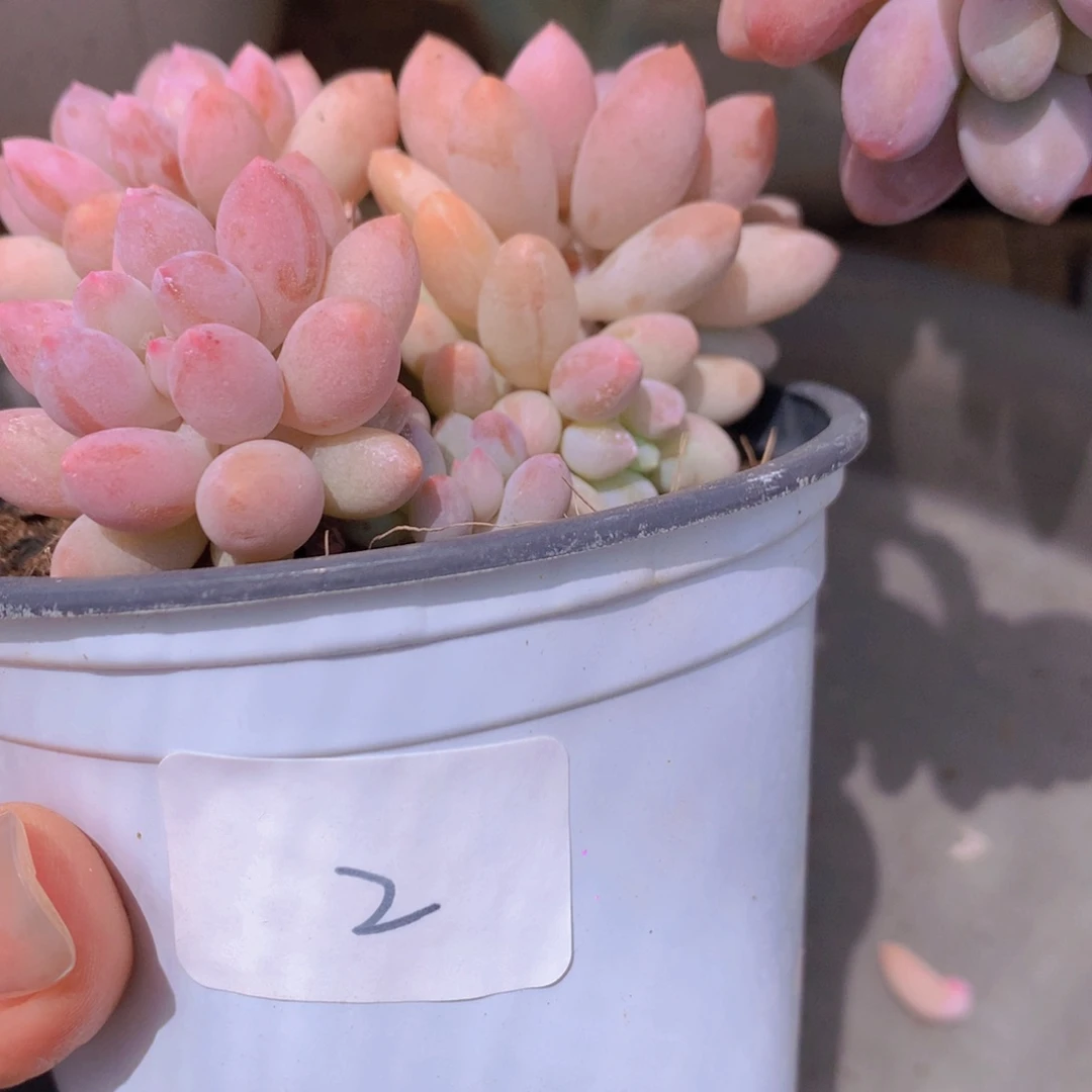 无花朵多肉植物 2