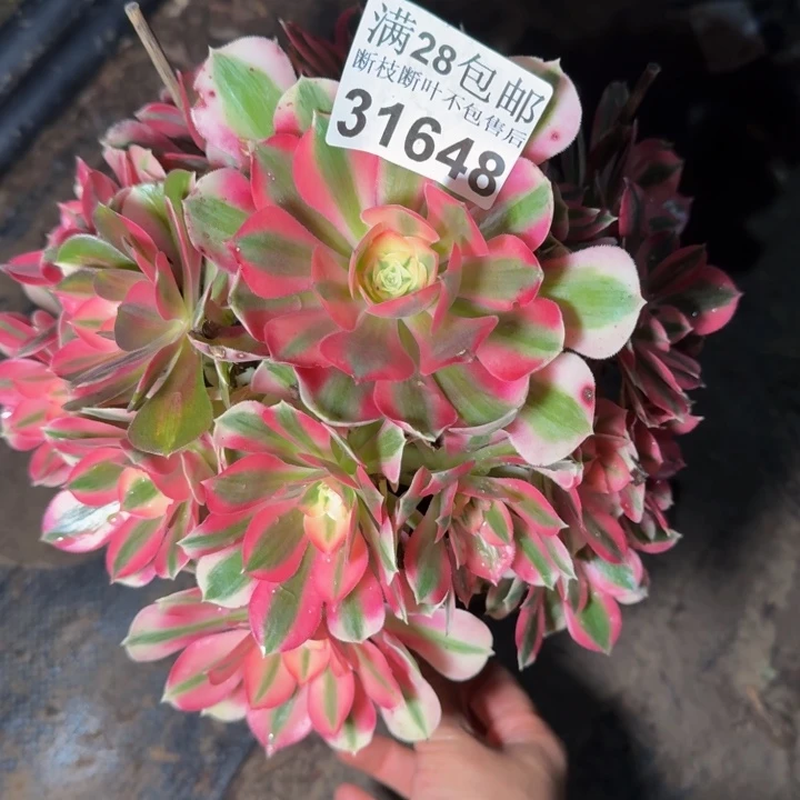 31648女巫多肉植物