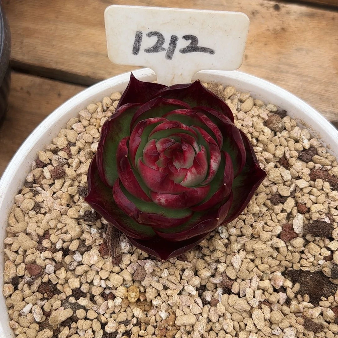 酒***米小惊鸿仙子7公分左右1212号