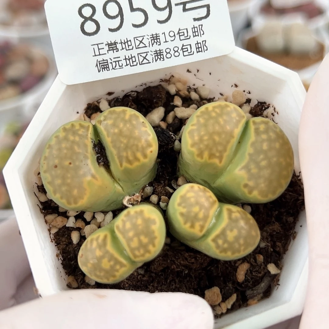 好养易活生石花大母本8959