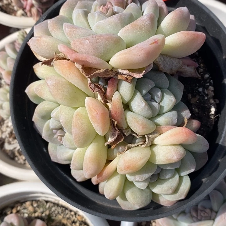 张*一物一拍冰玉多肉119