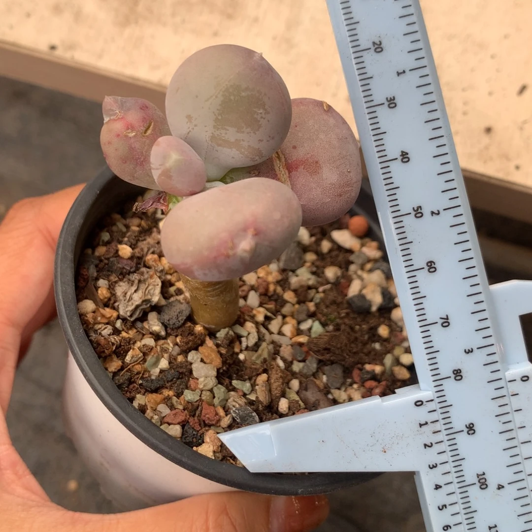 小屁桃 不满28发到付 发一片叶