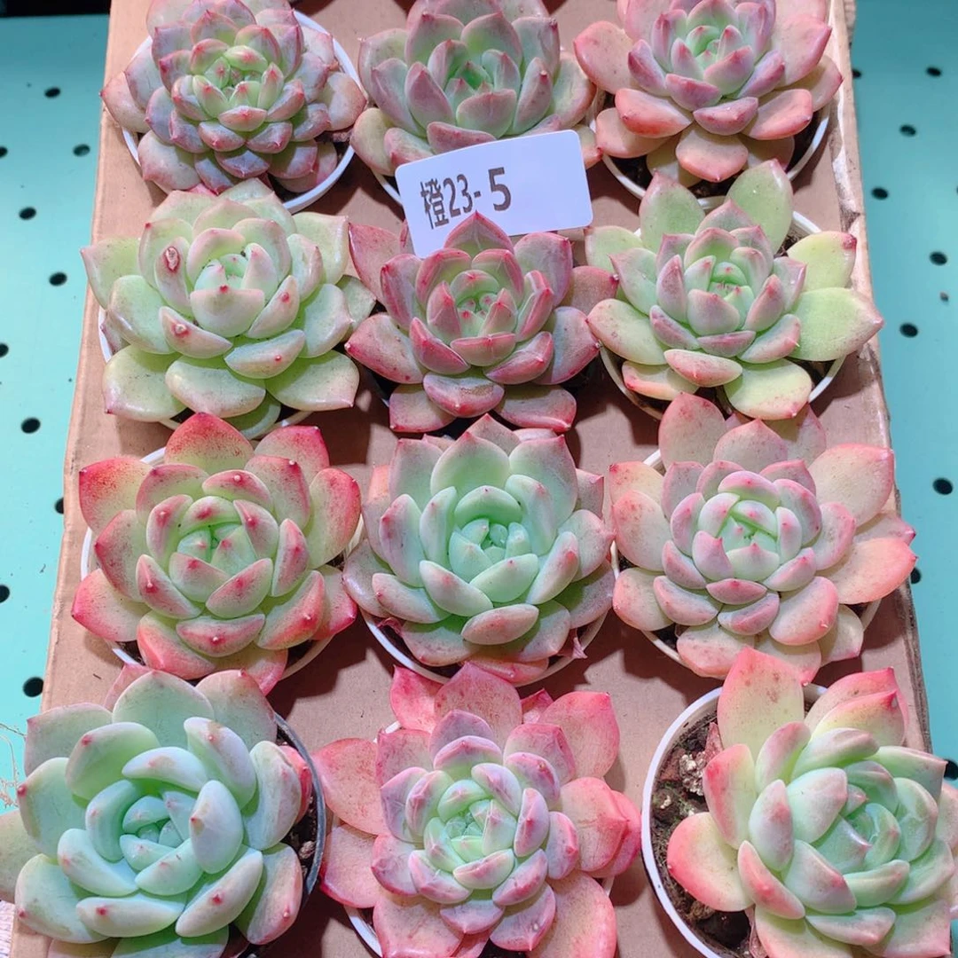 23-5一物一拍多肉带盆18颗