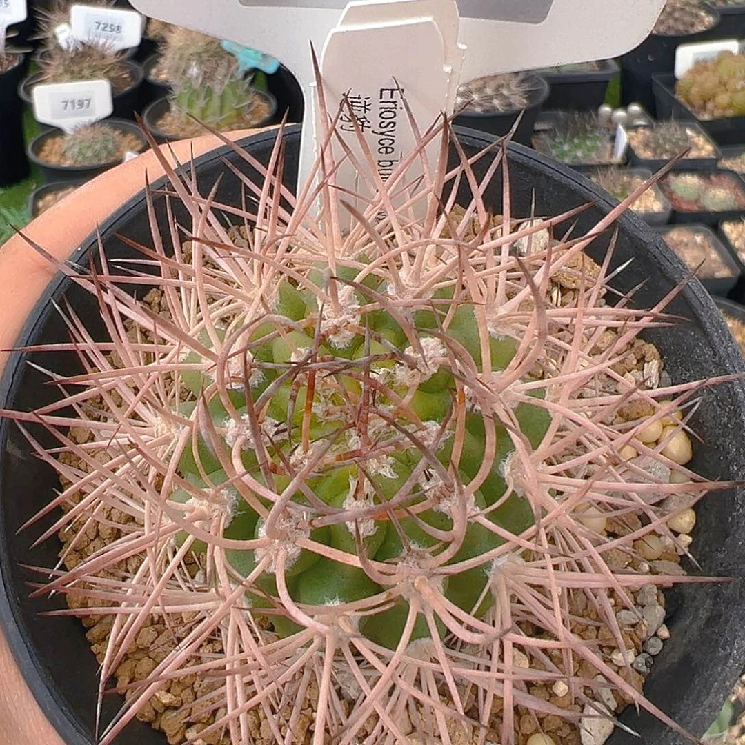 7311逆豹实生裸根发货