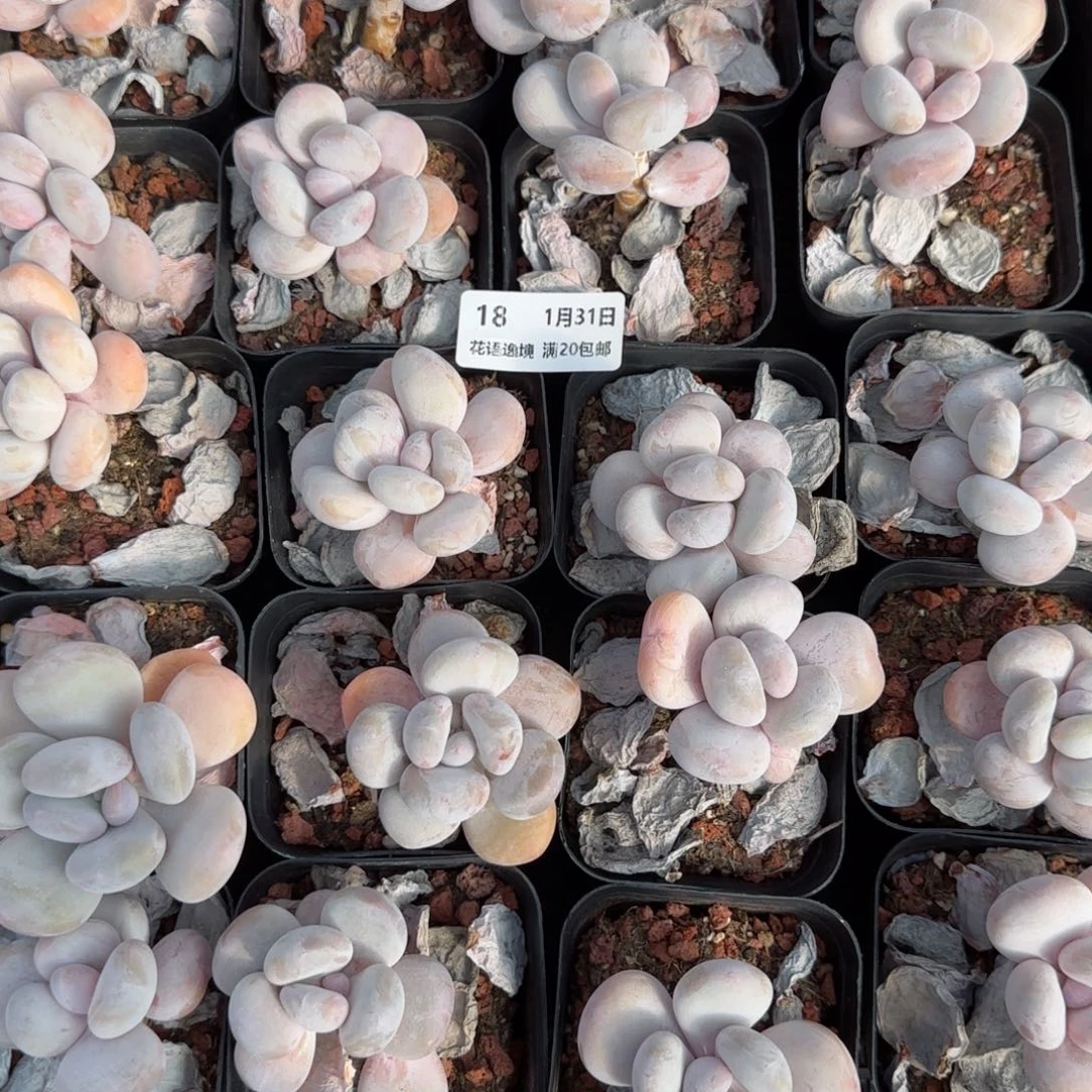 花语逸境0131-18奶酪上量