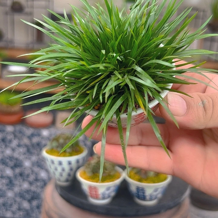 无花朵双喜金钱菖蒲盆景