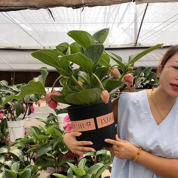 美***香宝莲灯一物一拍的