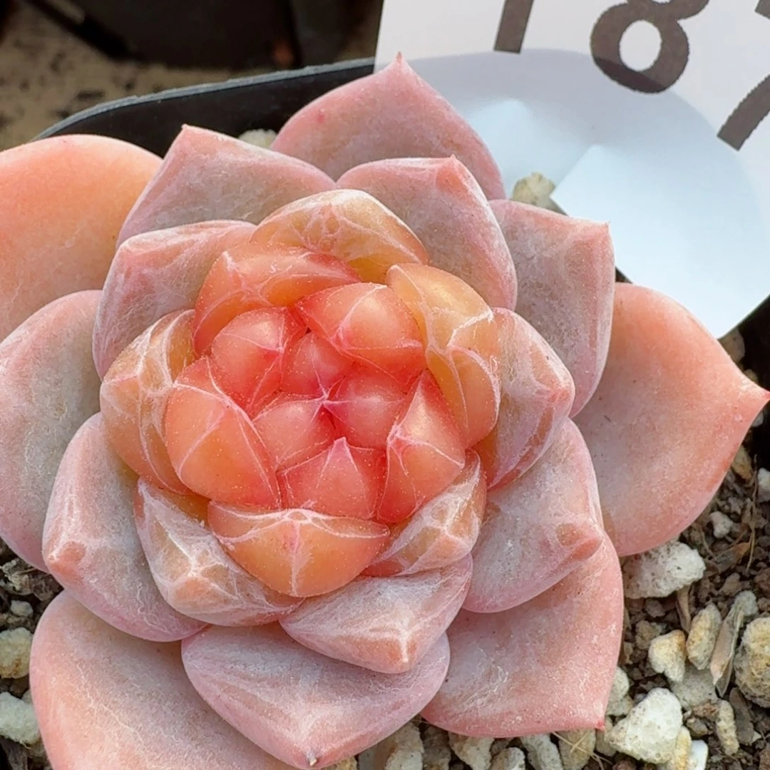 甜甜圈         精品多肉